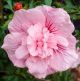 Hibiscus syriacus  'Pink Chiffon' • C 2 L • 60/80 cm