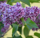 Syringa vulgaris   • C 4 L • 40/60 cm