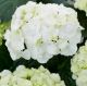 Hydrangea macrophylla 'Schneeball' • P 13 • 40/60 cm