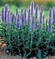 Veronica spicata 'Nana Blauteppich'• C 2 l •