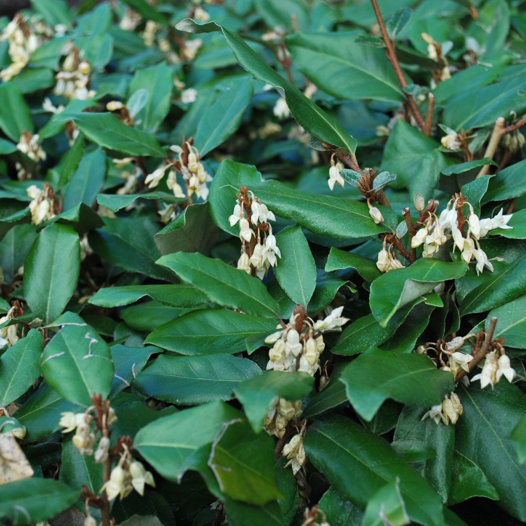 Elaeagnus ebbingei