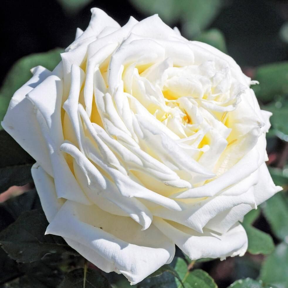 Роза чайно-гибридная Жанна Моро